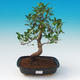 Room bonsai - Ficus retusa - ficus Malolistý - 1/2
