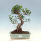 Indoor bonsai - Ficus kimmen - small-leaved ficus - 1/4
