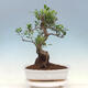 Indoor bonsai - Ficus kimmen - small-leaved ficus - 1/4