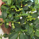Room bonsai - Australian cherry - Eugenia uniflora - 1/4