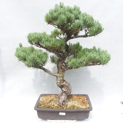 Outdoor bonsai - Pinus parviflora - Small-flowered Pine - 1