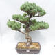 Outdoor bonsai - Pinus parviflora - Small-flowered Pine - 1/5