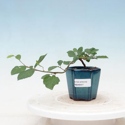 Room bonsai - Grewia occidentalis - Starfish Lavender - 1