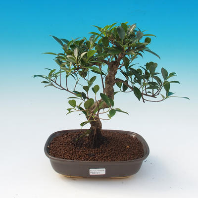Room bonsai - Ficus retusa - ficus Malolistý - 1