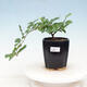 Room bonsai - Grewia occidentalis - Starfish Lavender - 1/4