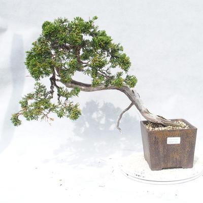 Outdoor bonsai - Juniperus sabina - Juniper - 1