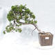 Outdoor bonsai - Juniperus sabina - Juniper - 1/5