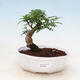 Indoor bonsai - Zantoxylum piperitum - Pepper tree - 1/4