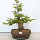 Outdoor bonsai - Hornbeam - Carpinus betulus - 1/5