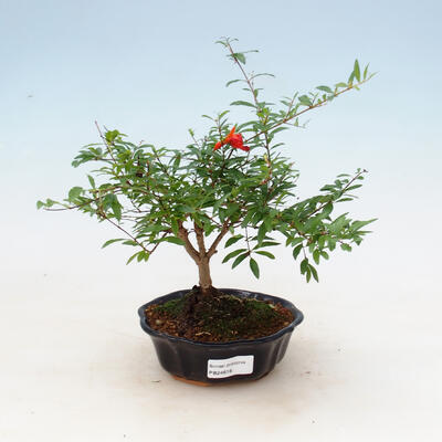 Indoor bonsai-PUNICA granatum nana-Pomegranate - 1