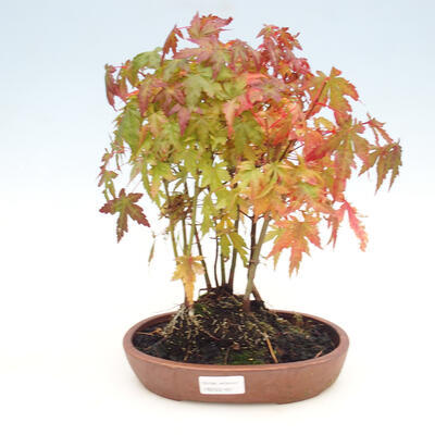 Outdoor bonsai grove - Acer palmatum - Palm Maple - 1