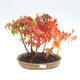 Outdoor bonsai grove - Acer palmatum - Palm Maple - 1/2