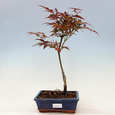 Outdoor bonsai - Acer palmatum Atropurpureum - Red Maple