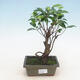 Indoor bonsai - Ficus retusa - small-leaved ficus - 1/2