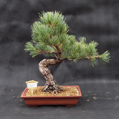 Outdoor bonsai -Borovice drobnokvětá VB13464 - 1