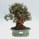 Indoor bonsai - Olea europaea sylvestris - European small-leaved olive oil - 1/7