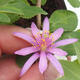 Room bonsai - Grewia occidentalis - Starfish Lavender - 1/5