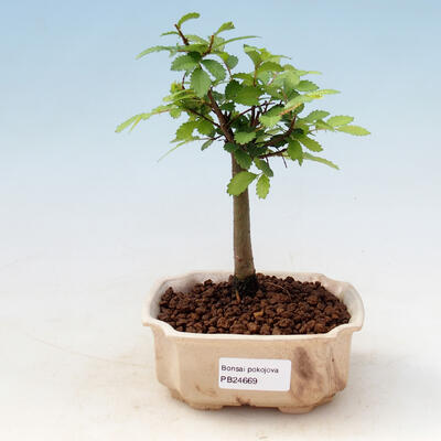 Room bonsai - Ulmus parvifolia - Malolistý elm - 1