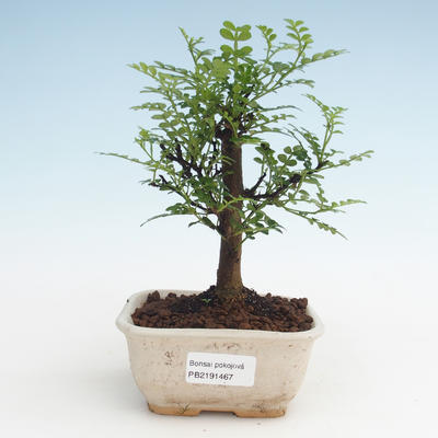 Indoor bonsai - Zantoxylum piperitum - Pepper tree PB2191467 - 1
