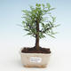 Indoor bonsai - Zantoxylum piperitum - Pepper tree PB2191467 - 1/4