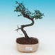 Room bonsai - Ulmus parvifolia - Malolistý elm - 1/3
