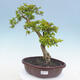 Indoor bonsai - Duranta erecta Aurea - 1/7