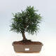 Room bonsai - Podocarpus - Stone thousand - 1/7