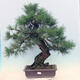 Outdoor bonsai - Pinus thunbergii - Thunberg pine - 1/5