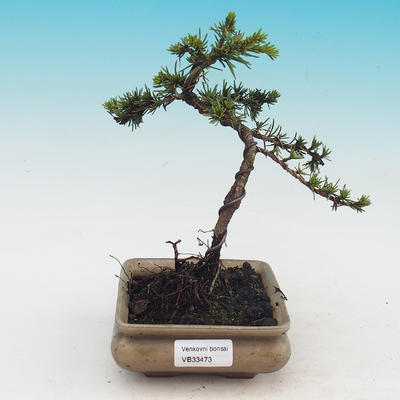 Outdoor bonsai - Cedrus Libani Brevifolia - Cedar green