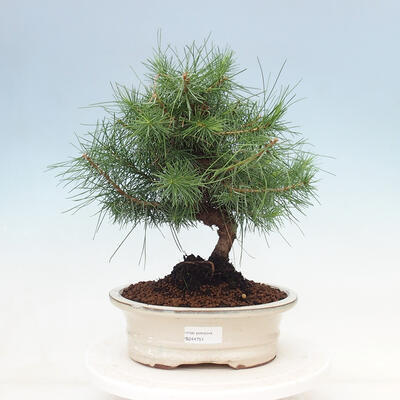 Indoor bonsai-Pinus halepensis - 1