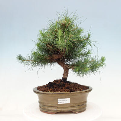 Indoor bonsai-Pinus halepensis - 1