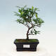 Room bonsai - Gardenia jasminoides-Gardenie - 1/3