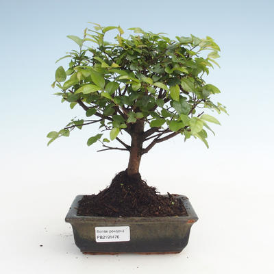 Indoor bonsai - Sagerécie thea - Sagerécie thea PB2191476 - 1