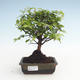 Indoor bonsai - Sagerécie thea - Sagerécie thea PB2191476 - 1/4
