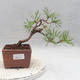 Outdoor bonsai - Pinus sylvestris - Scots pine - 1/4