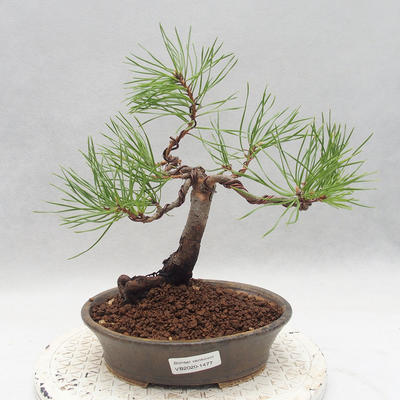Outdoor bonsai - Pinus sylvestris - Scots pine - 1