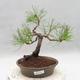 Outdoor bonsai - Pinus sylvestris - Scots pine - 1/5