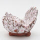 Ceramic Shell 6 x 4.5 x 4.5 cm, white pink color - 1/3