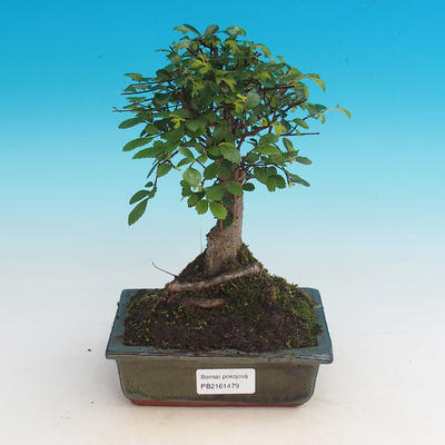 Room bonsai-Ulmus Parvifolia-Malolist elm