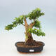 Indoor bonsai - Duranta erecta Aurea - 1/4