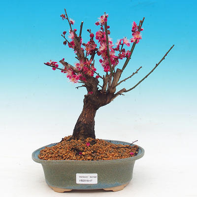 Outdoor bonsai - Japanese apricot - Prunus Mume - 1
