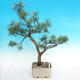 Yamadori - Scots pine - Pinus sylvestris - 1/5