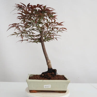 Outdoor bonsai - Acer palm. Atropurpureum-Maple dlanitolistý - 1