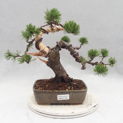 Outdoor bonsai - Pinus Mugo - Kneeling Pine - 1