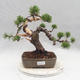 Outdoor bonsai - Pinus Mugo - Kneeling Pine - 1/5