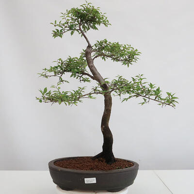 Outdoor bonsai - Prunus spinosa - blackthorn - 1