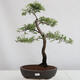 Outdoor bonsai - Prunus spinosa - blackthorn - 1/4