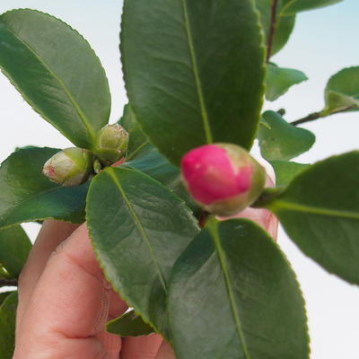 Room bonsai-Camellia euphlebia-Camellia - 1