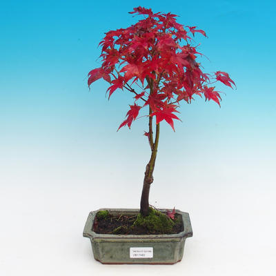 Outdoor bonsai - Maple dlanitolistý - 1