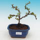 Outdoor bonsai - Chaenomeles superba white jet trail -Kdoulovec - 1/4